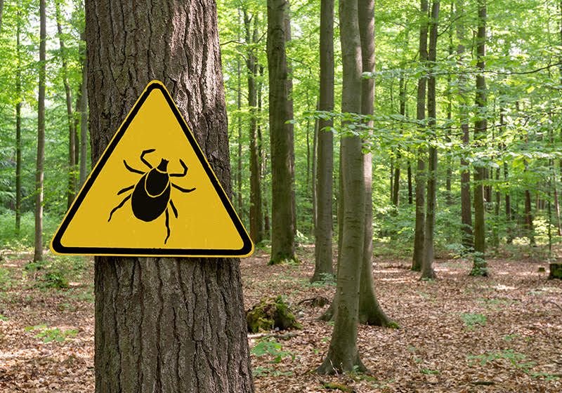 Lyme Disease Tick