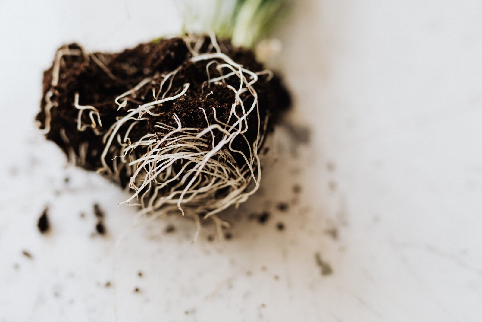Fresh plant roots symbolizing root cause healing and functional wellness
